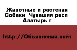 Животные и растения Собаки. Чувашия респ.,Алатырь г.